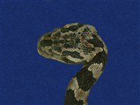 大頭蛇藏品圖，第7張